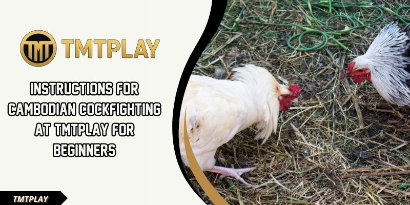 Cambodian cockfighting