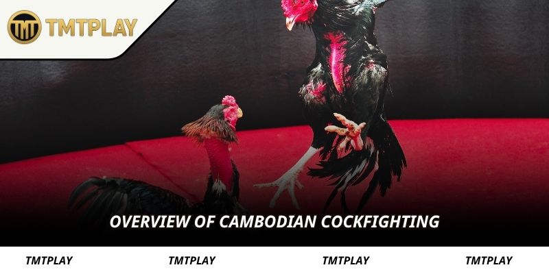 Overview of Cambodian cockfighting