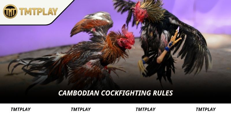 Cambodian cockfighting rules