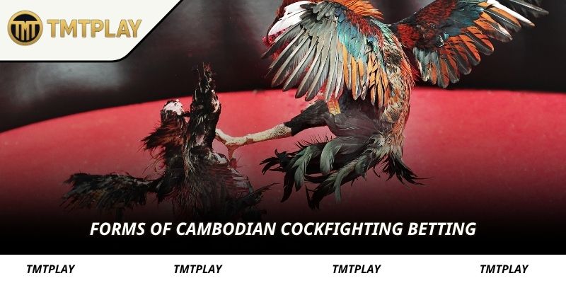 Forms of Cambodian cockfighting betting