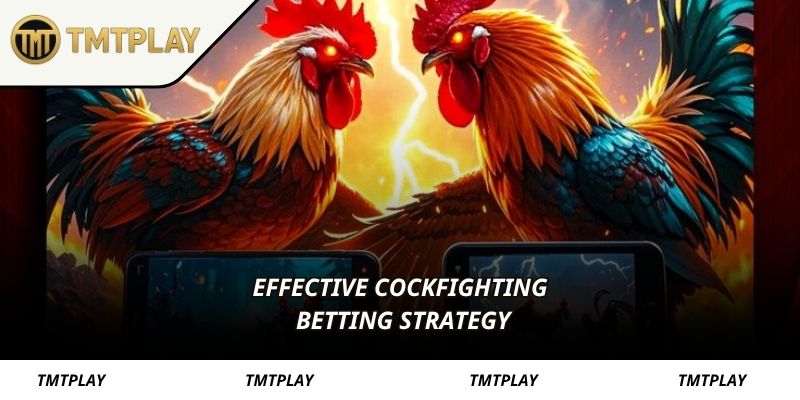 Effective cockfighting betting strategy