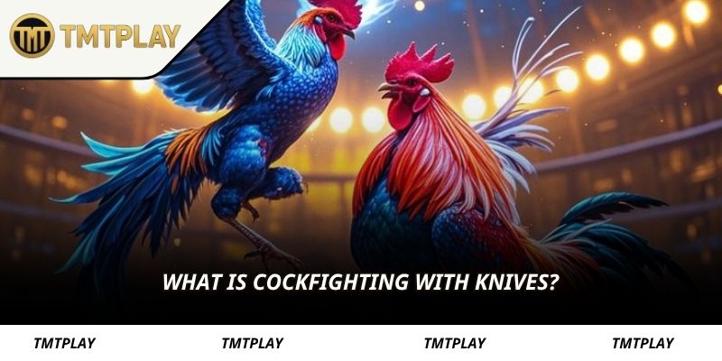 What is cockfighting with knives?
