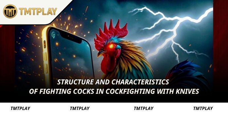 Structure and characteristics of fighting cocks in cockfighting with knives