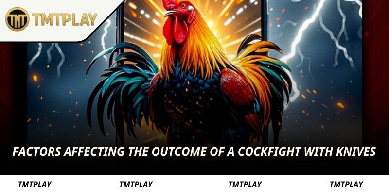 Factors affecting the outcome of a cockfight with knives