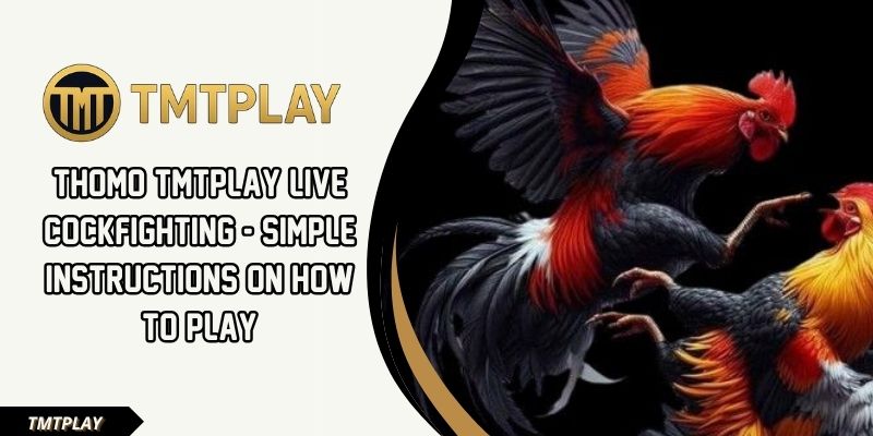 live cockfighting Thomo