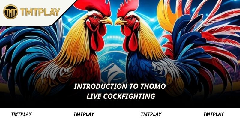 Introduction to Thomo live cockfighting