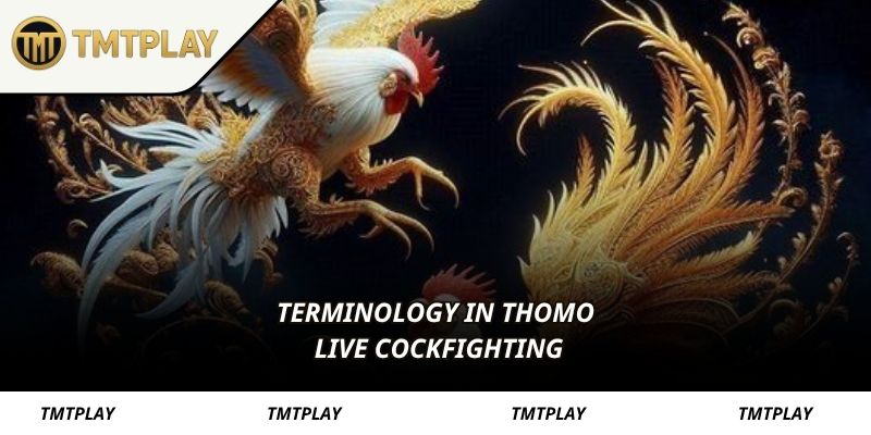 Terminology in Thomo live cockfighting