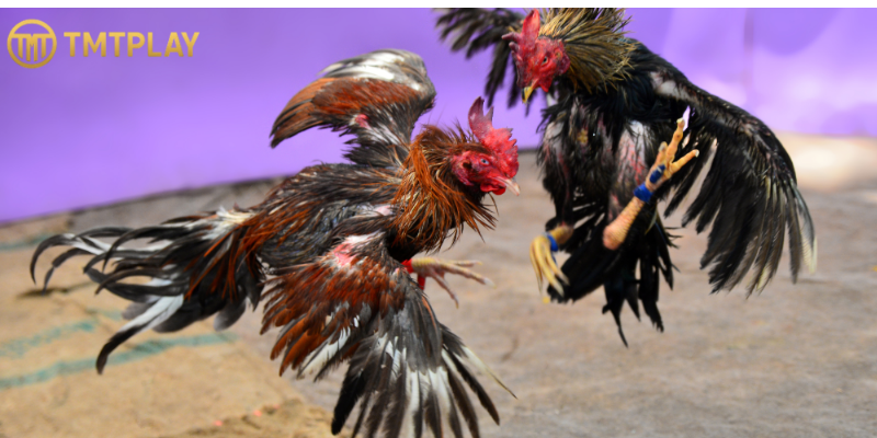 cockfighting online