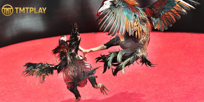 Why cockfighting online is growing in the Philippines