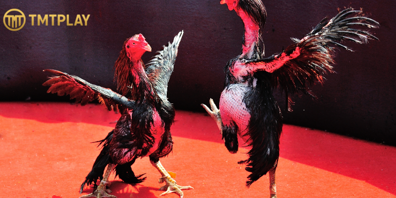 Advanced tactics for experienced cockfighting online players
