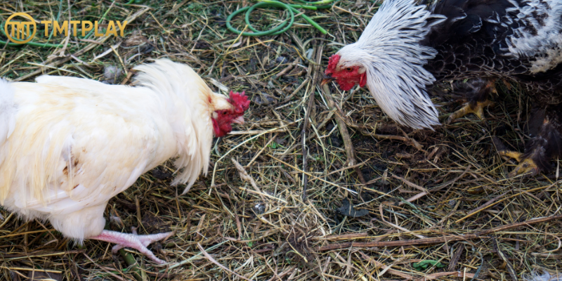 Cultural and economic impact of cockfighting online