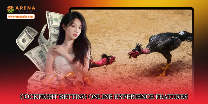Cockfight betting online experience features