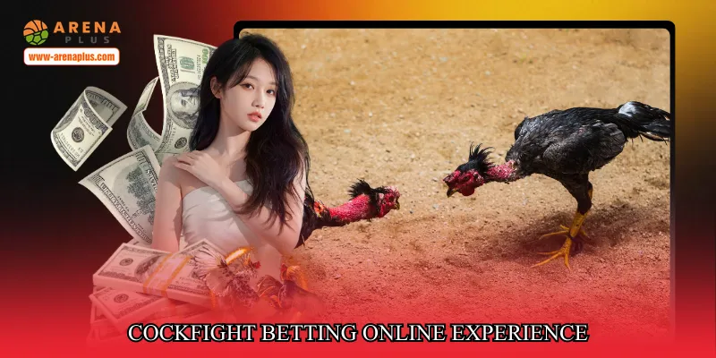 Cockfight betting online experience
